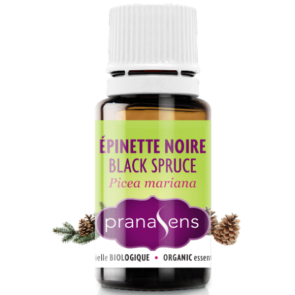 Essential Oil Black Spruce By Pranasens