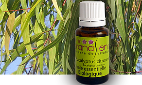 Essential Oil Lemon Eucalyptus By Pranasens